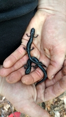 Plethodon chlorobryonis