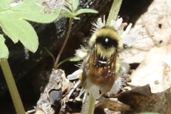 Bombus centralis