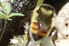 Bombus centralis