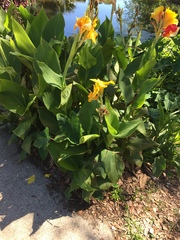 Canna flaccida