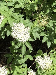 Sambucus nigra