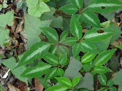 Pseudocayratia pengiana