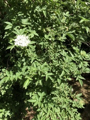 Sambucus nigra