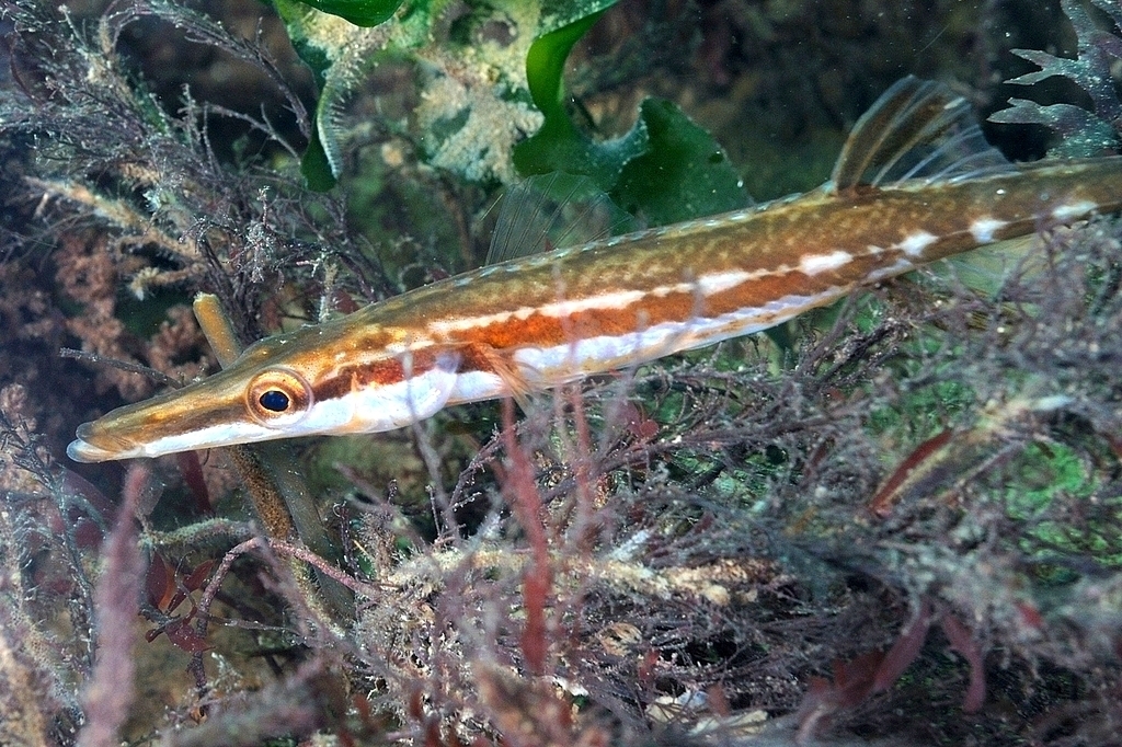 Sea Stickleback