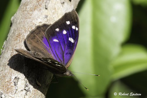 Florida Purplewing