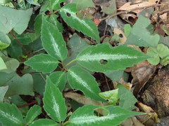 Pseudocayratia pengiana