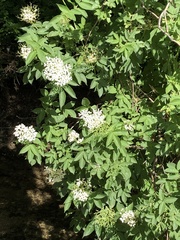 Sambucus nigra