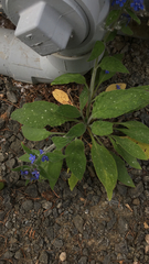 Pentaglottis sempervirens