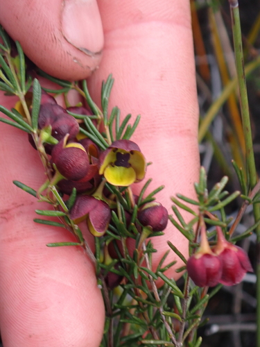 Boronia megastigma, photograph 3
