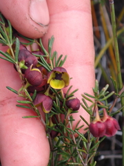 Boronia megastigma, photograph (c) Em Lamond, some rights reserved (CC BY)
