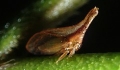 Lycoderes