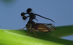 Bocydium globulare