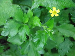Ranunculus cantoniensis
