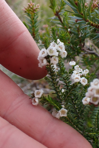 Thryptomene saxicola