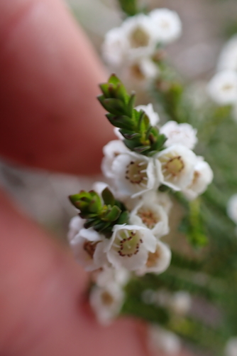 Thryptomene saxicola, photograph 2