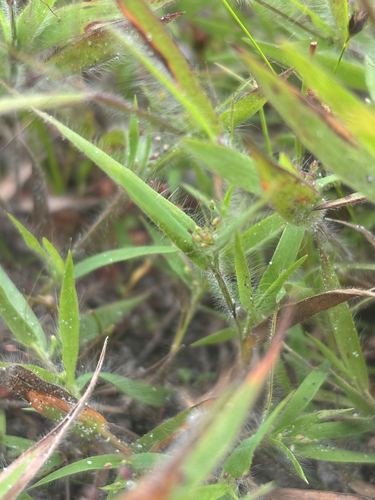 Dichanthelium implicatum observed 2026-07-28