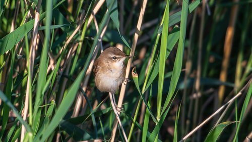 Paddyfield Warbler