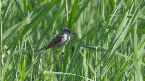 Great Reed Warbler