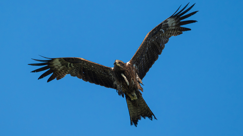 Black-eared Kite