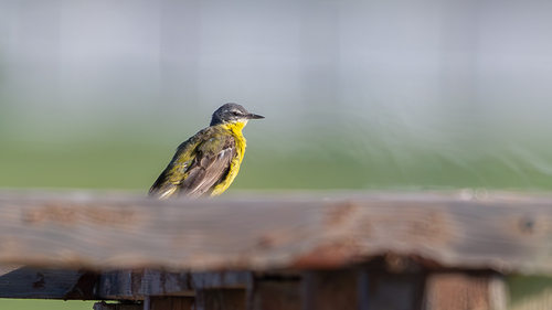 Western Yellow Wagtail