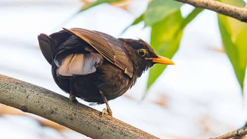 Eurasian Blackbird
