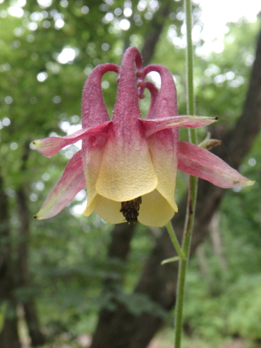 Aquilegia oxysepala observed 2026-07-18