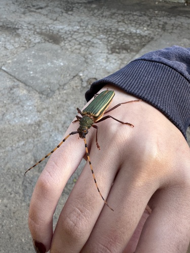 Chlorida costata