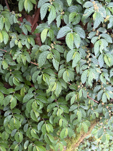 Elatostema parvum observed 2026-07-25