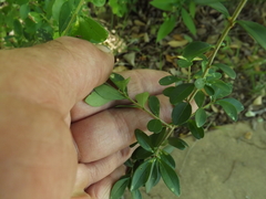 Buxus