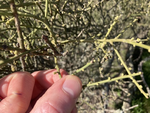 Leafless Ballart