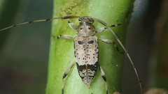Anisopodus sparsus