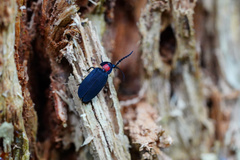 Pyrocoelia formosana