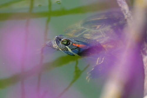 Red-eared Slider