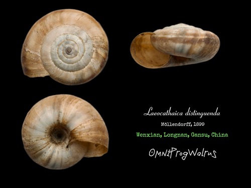 Laeocathaica distinguenda
