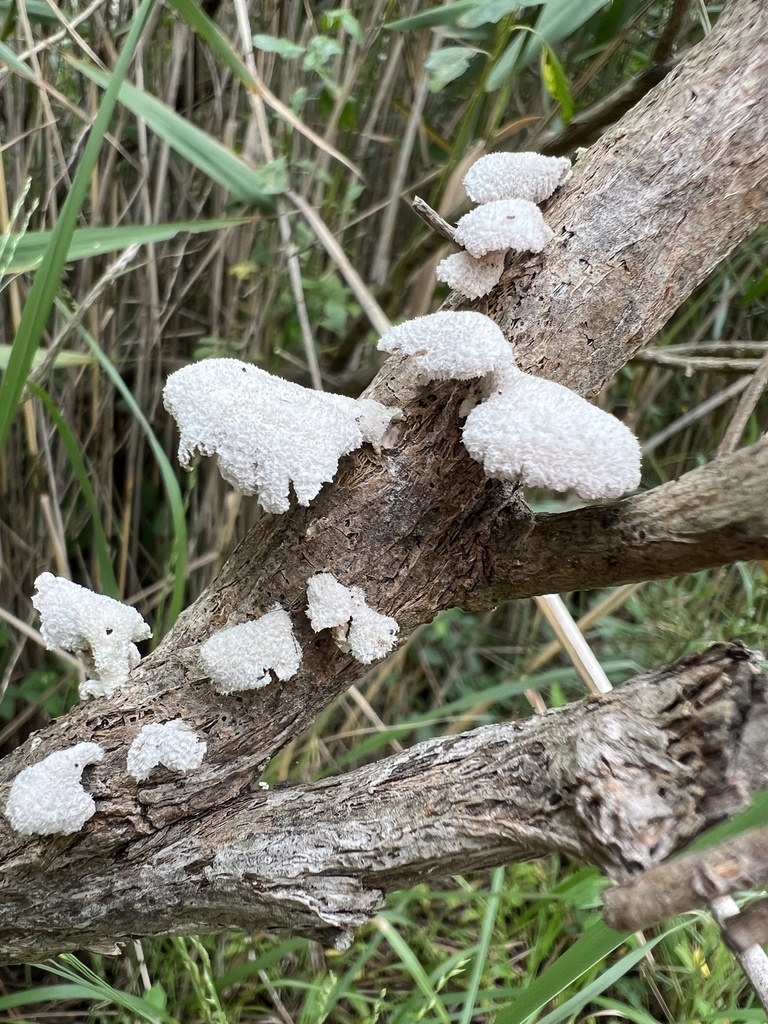 splitgill mushroom · July 2026 · photo: Photo: (c) Anne Parker, some rights reserved (CC BY) · iNaturalist