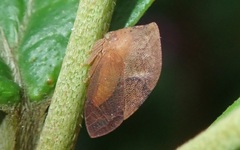 Lycoderides marginalis