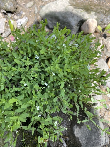 Stellaria uliginosa iNat (1)