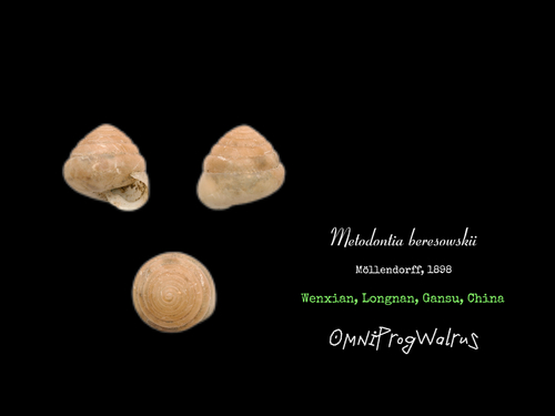 Metodontia beresowskii