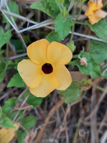 Black-eyed Susan vine