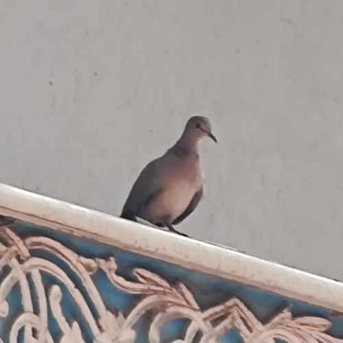 Laughing Dove
