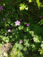 Geranium asphodeloides