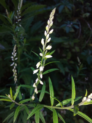 rootbeer plant