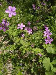 Geranium asphodeloides