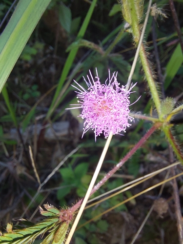 Sensitive Plant