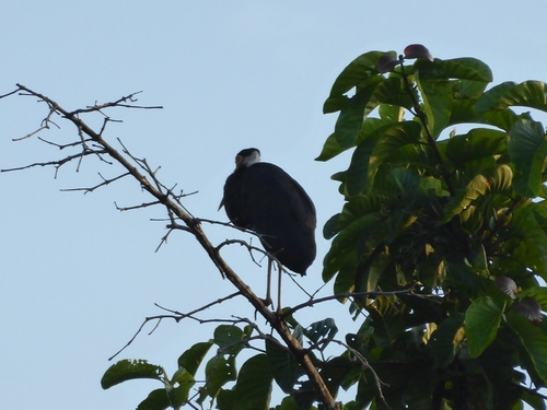 Storm's Stork (Ciconia stormi), photo 4