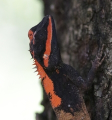 Calotes ceylonensis