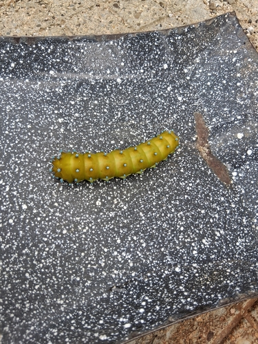 Giant Peacock Moth