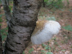 Trichoderma americanum