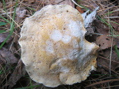 Trichoderma americanum