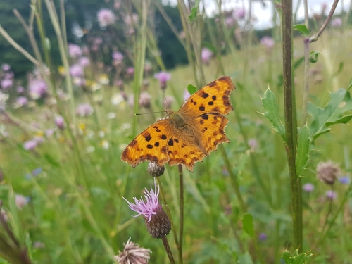 European Comma